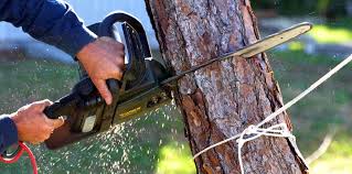 Leaf Removal in Ranchester, WY