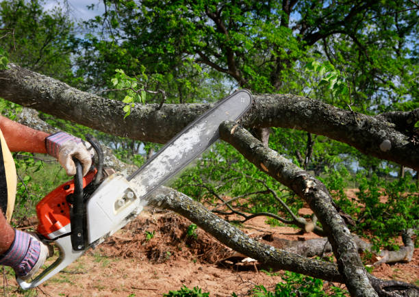 Ranchester, WY  Tree Services Company